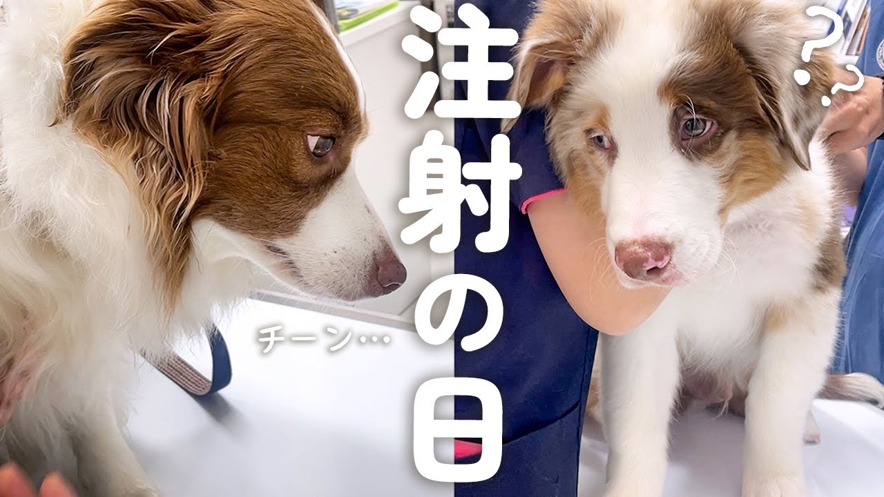 病院がよくわかっていない子犬と絶望のどん底に落とされたような先住犬【ボーダーコリー・オーストラリアンシェパード】