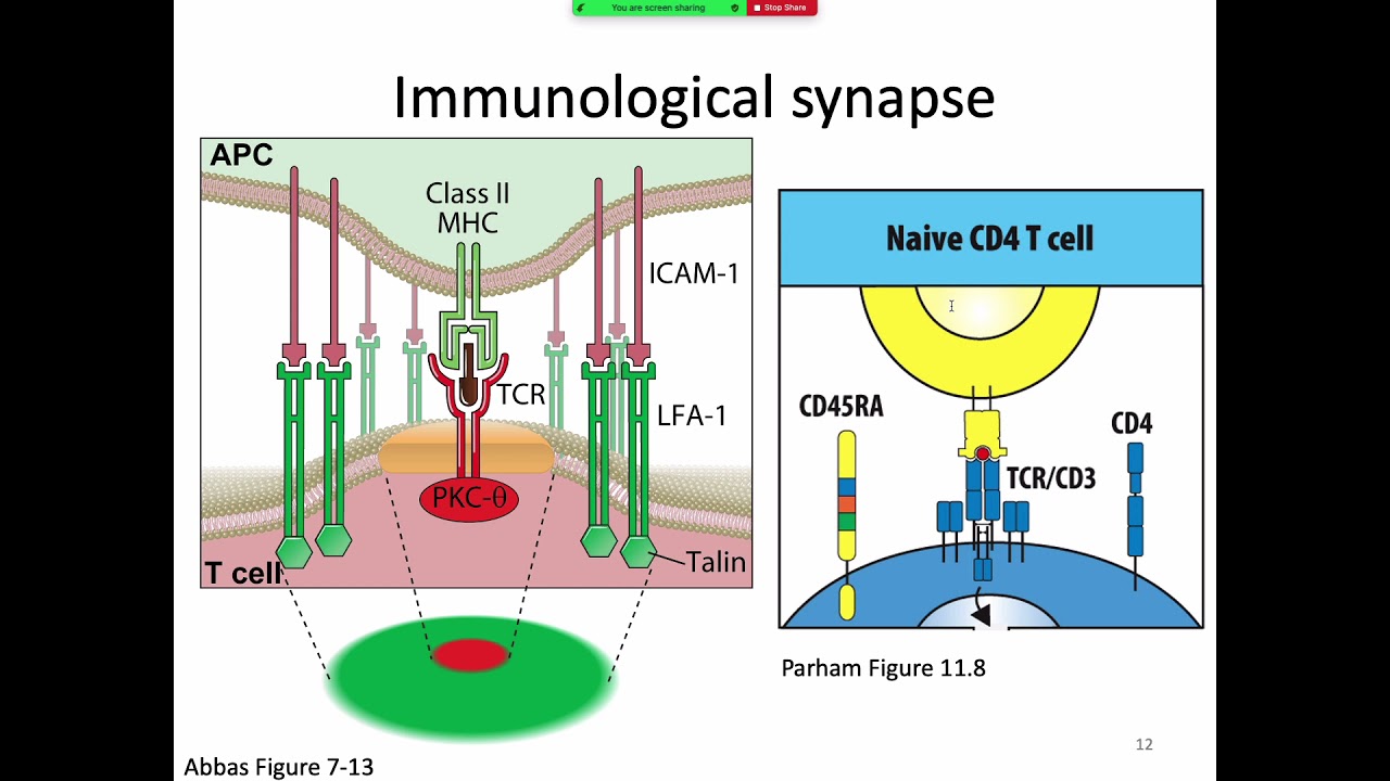 Immunology Fall 2021: Lecture 23 T Cell Activation Part 1