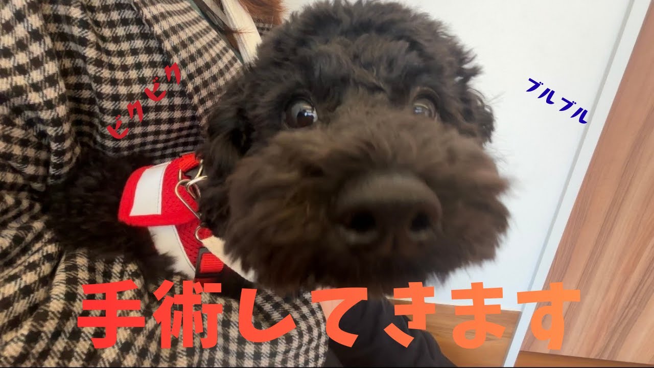 【衝撃】去勢手術しました