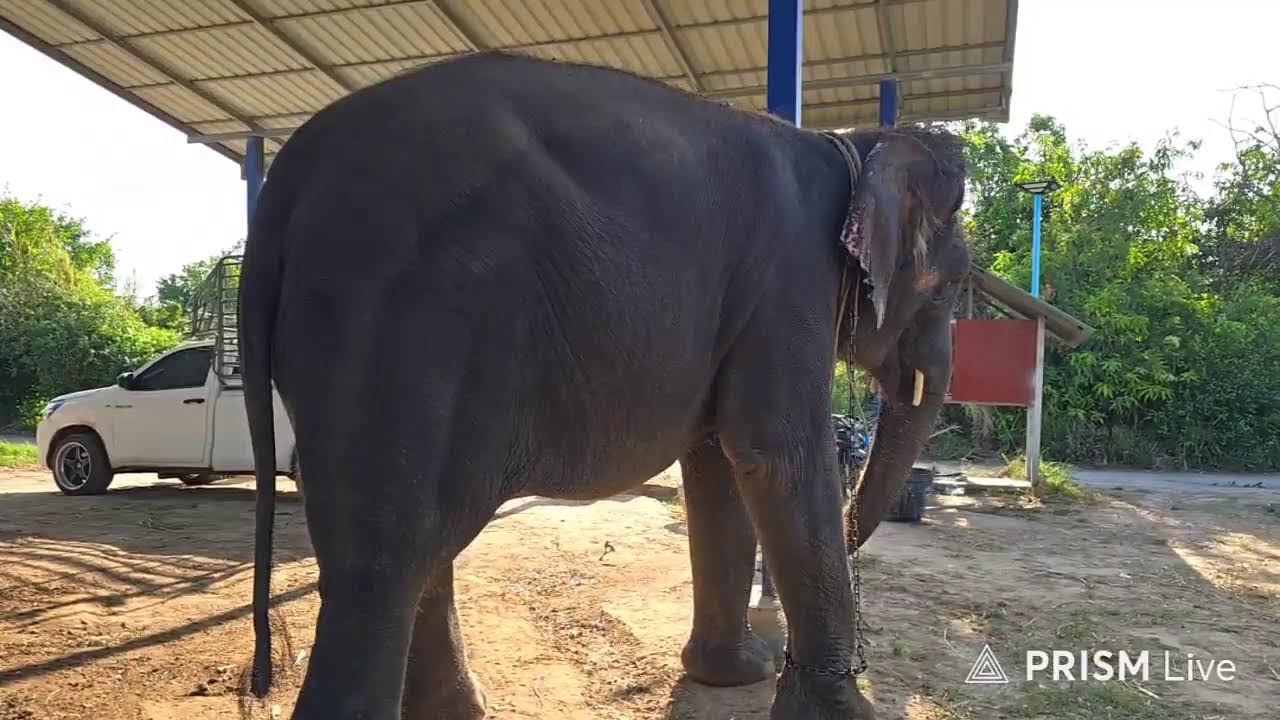 ควาญใหม่กับน้ำค้าง🐘♥️ Elephant  story สามสาวดาวซิ่ง