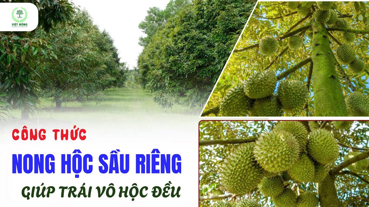 VIỆT NÔNG | GIẢI PHÁP GIÚP NONG HỘC SẦU RIÊNG - GIÚP TRÁI VÔ HỘC ĐỀU LỚN TRÁI.