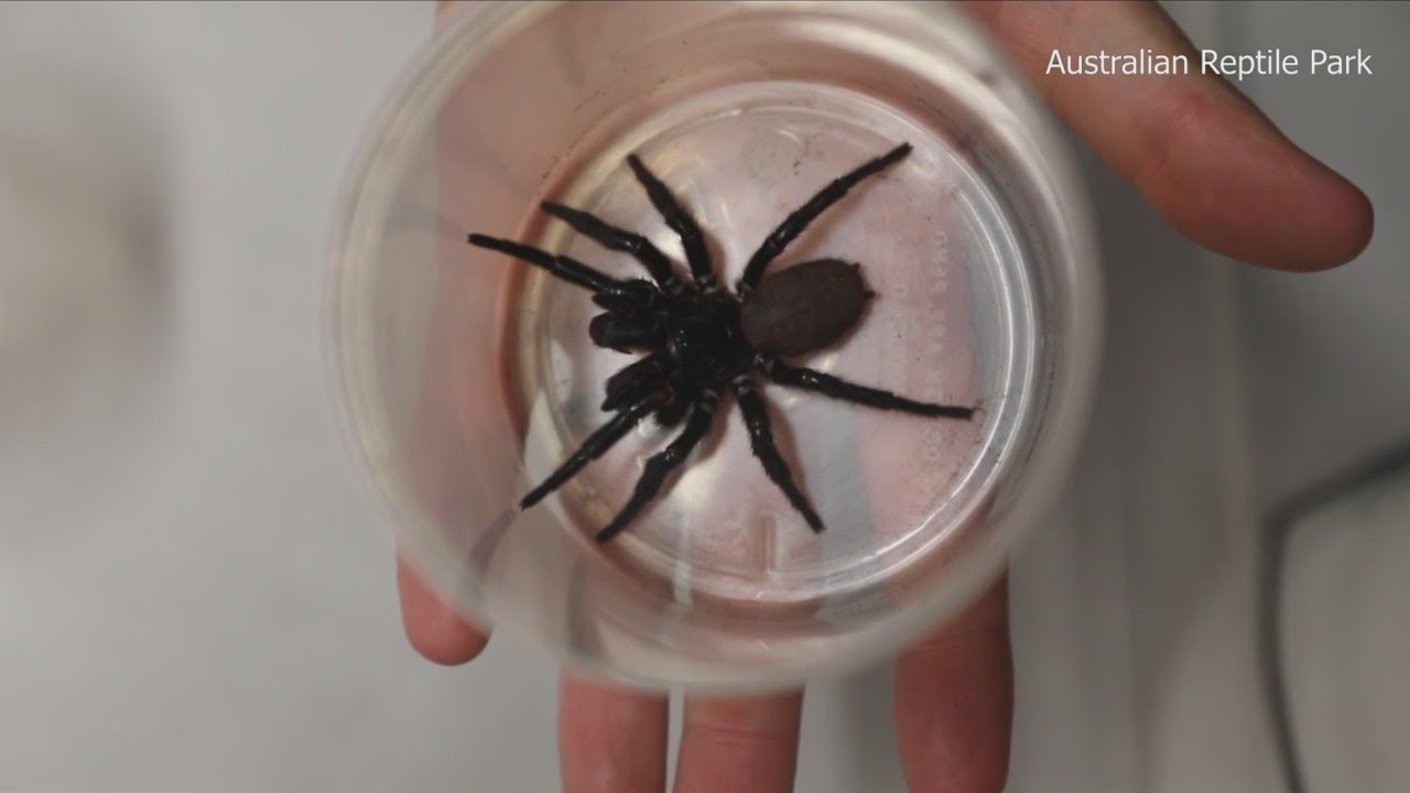 Scaring TV anchor with a fake spider