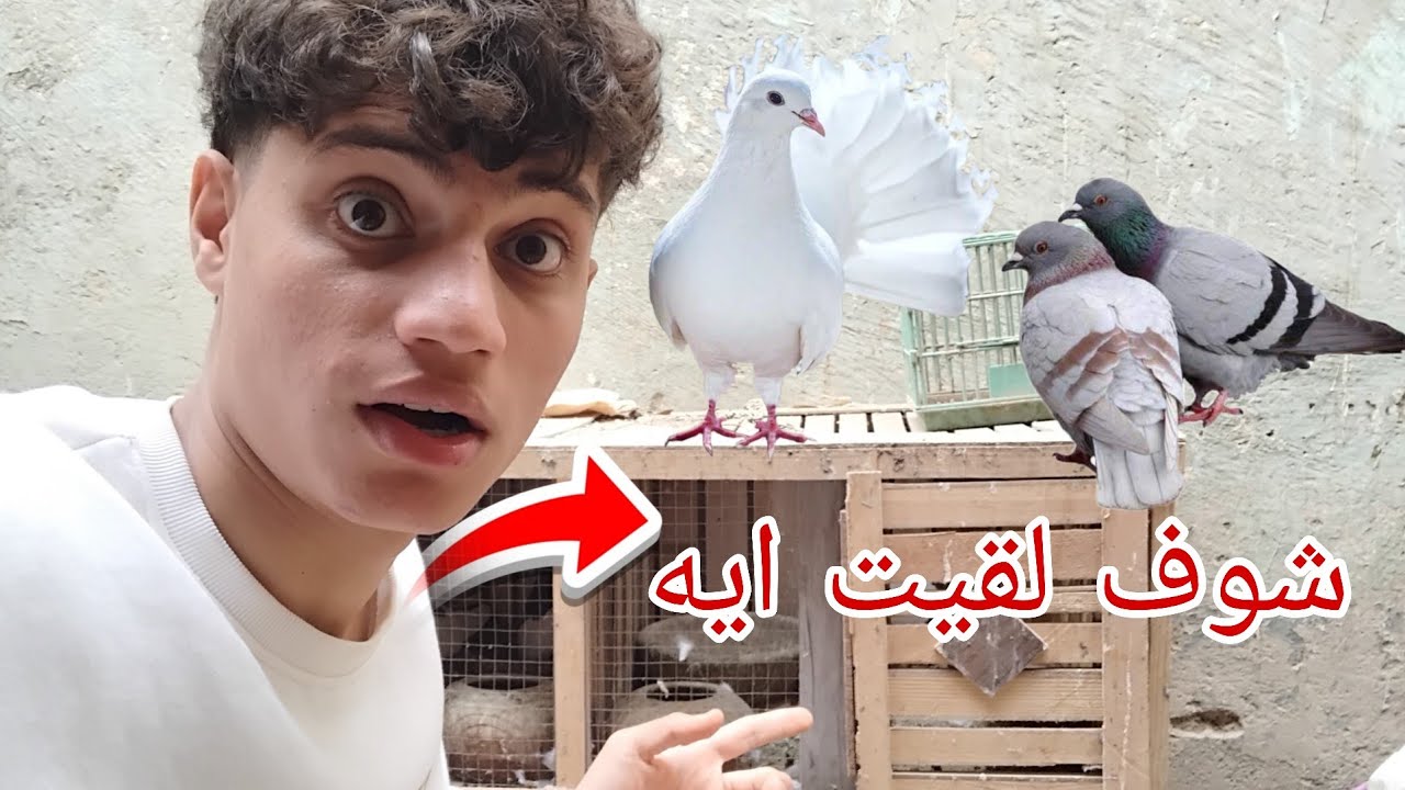 متابعه السلاكه 😍 عند الحمام 🕊 والحمام كلو خارج زغليل 😍🤔