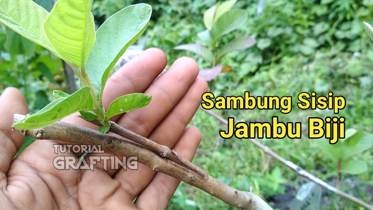 Sambung Sisip Jambu Biji || Tutorial-Proses-Hasil