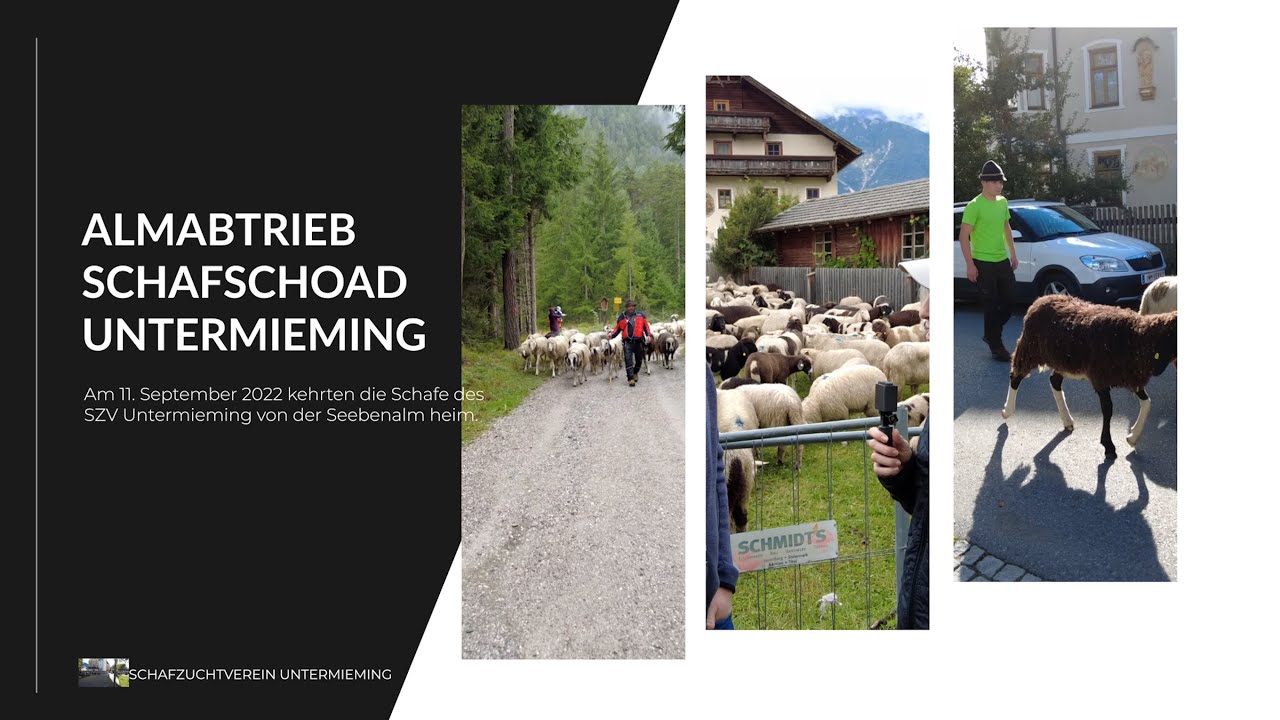 Almabtrieb und Schafschoad - Seebenalm und Untermieming