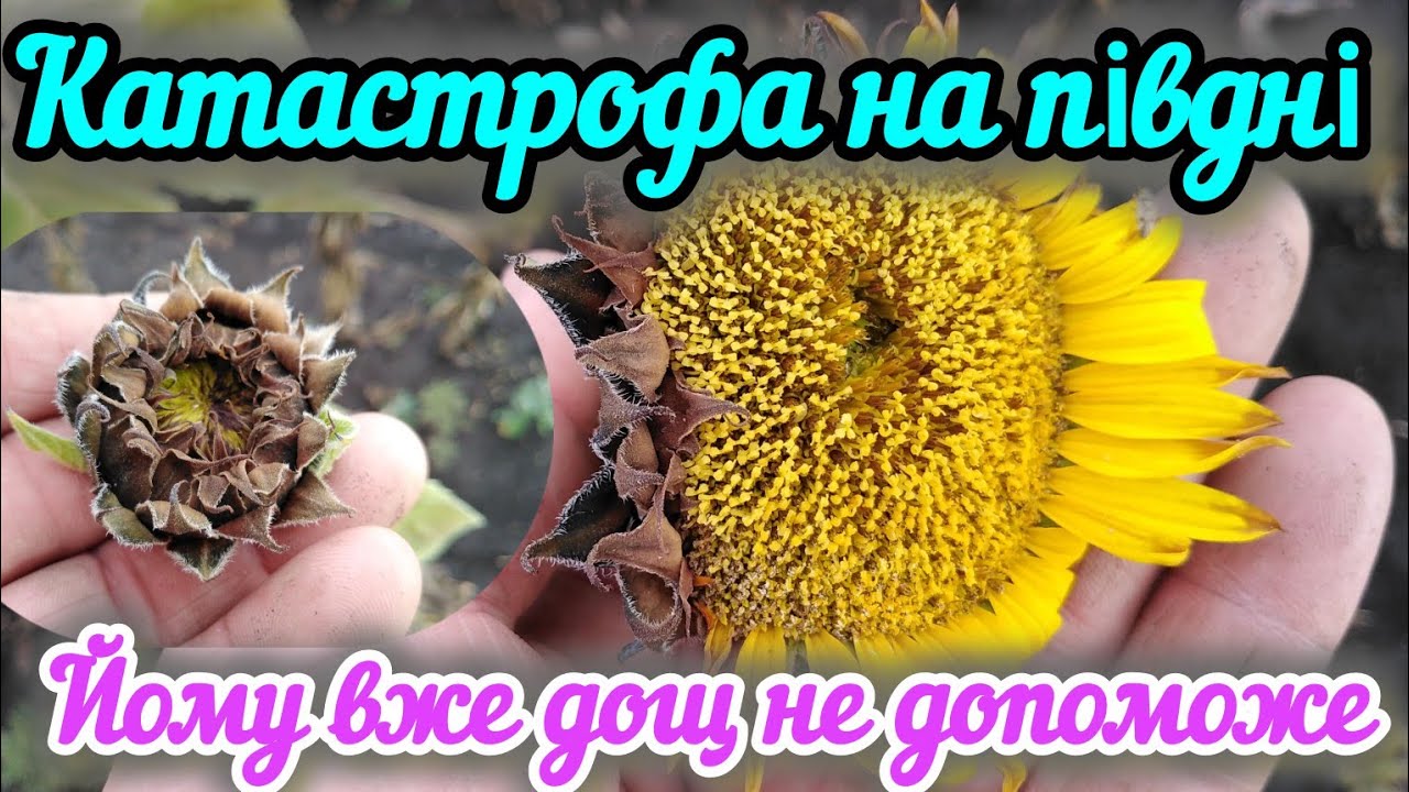 21.07.25. Наші соняшники не врятує і дощ, але деякі висновки ми все ж таки зробили