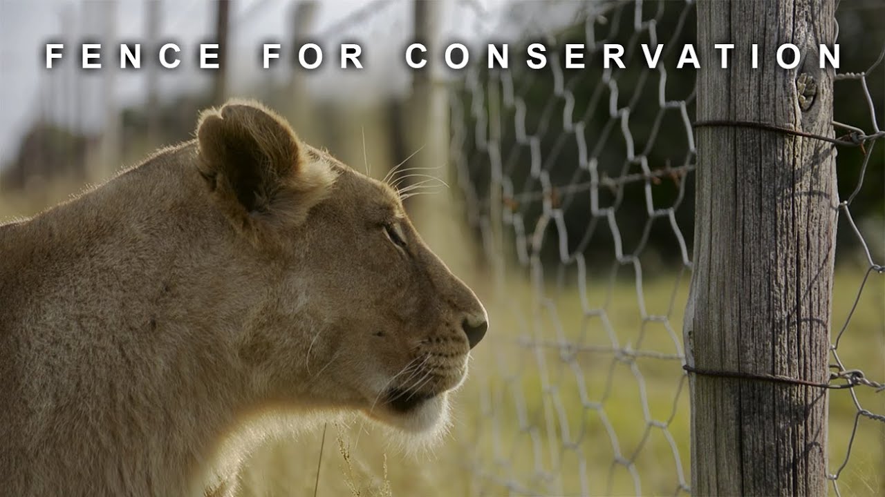 Fence for Conservation | Conservation Documentary Film | South Africa