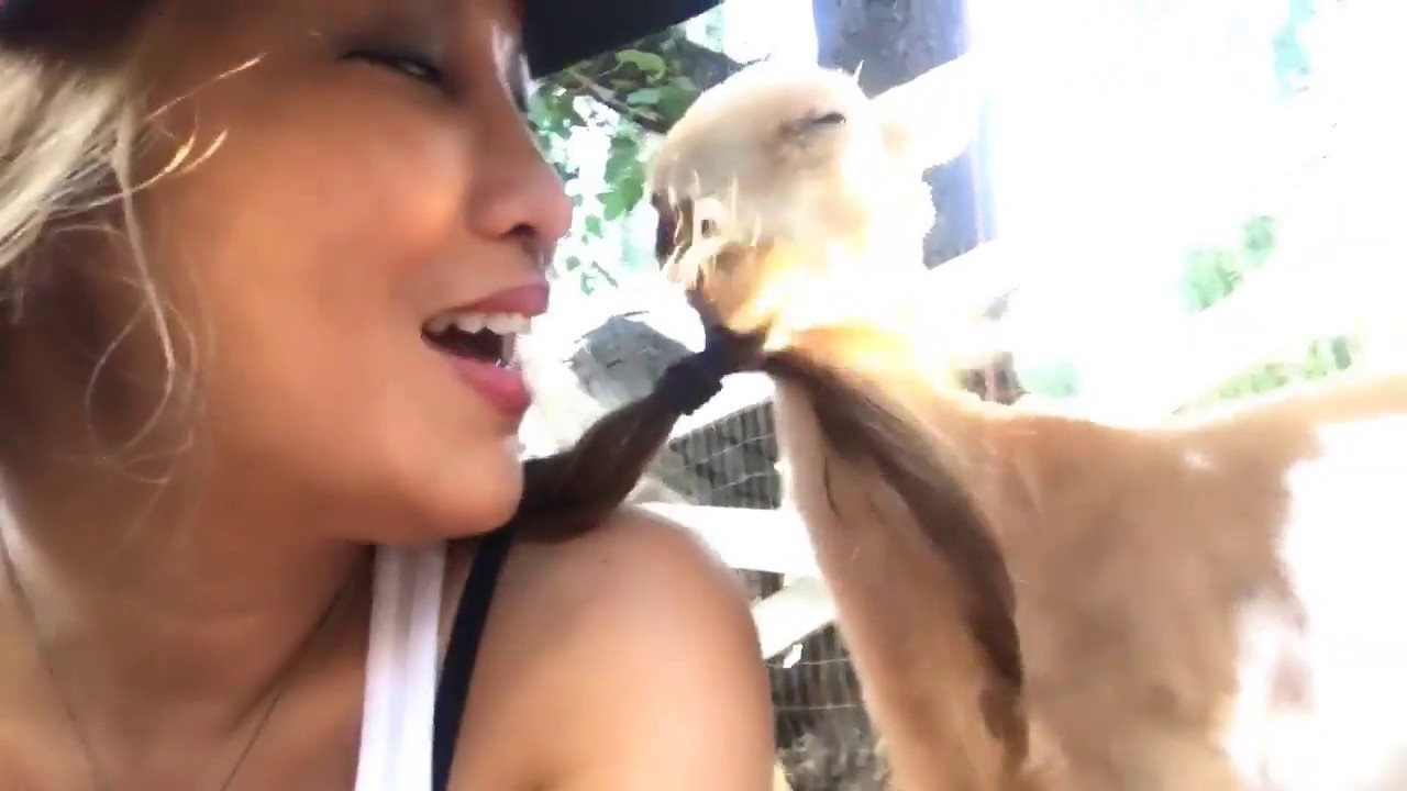 Baby goat love to eat hair
