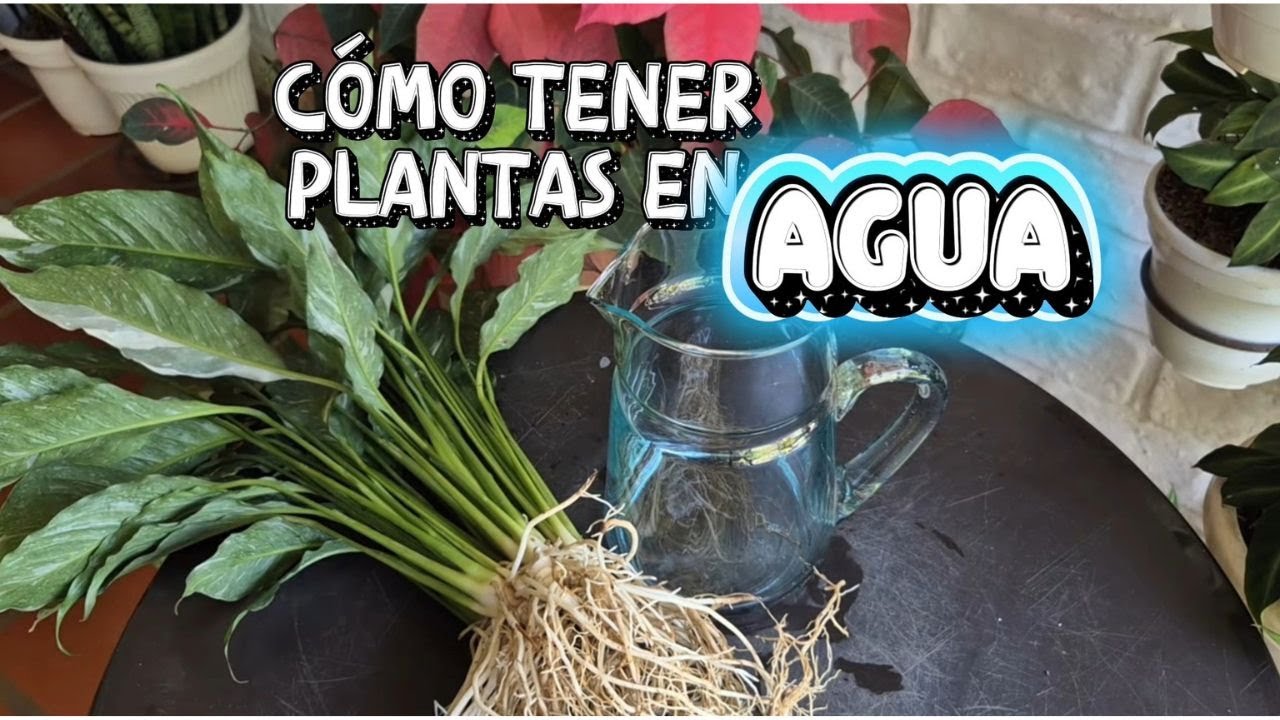 USA AGUA OXIGENADA para tus plantas así estarán libres de mosquitos y darán mucha raíz/Liliana Muñoz
