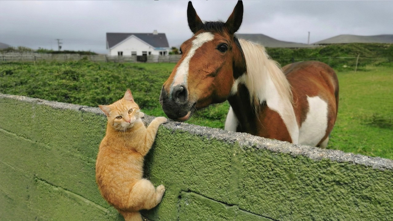 Crazy Cats vs Wild Animals 😹 You Can’t Stop Laughing | Chaos Moments 2026