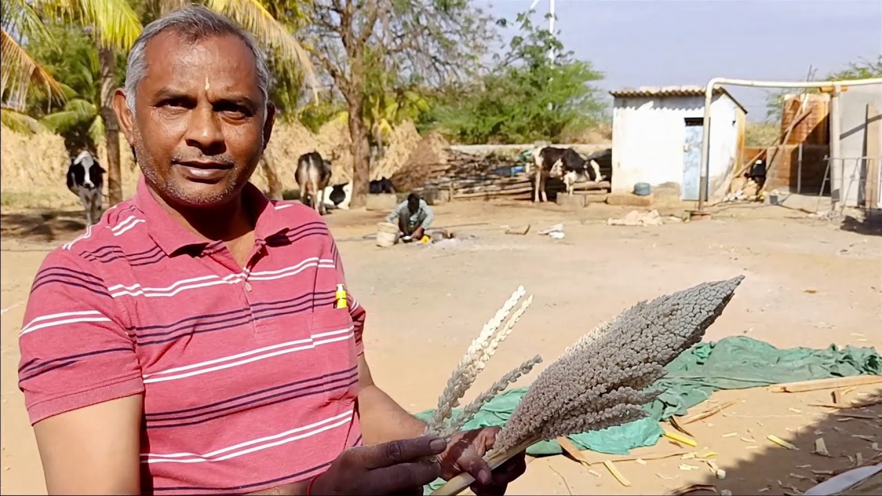 Date Palm Male Loom and extraction of pollen powder | URVI FARM | Kutch Gujarat