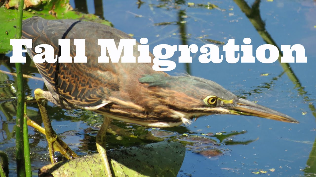Fall migration