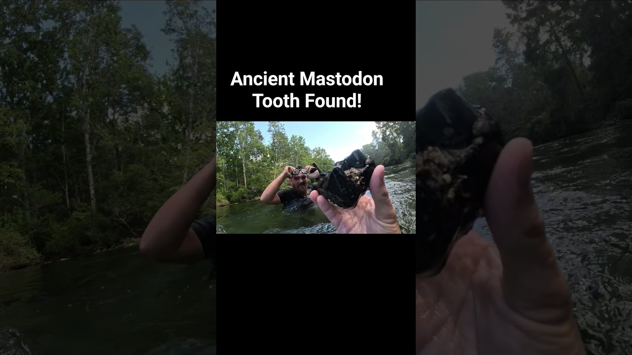 Prehistoric Elephant Tooth Found in a Florida River!! ##wildlife #fossils #fossilhunting #florida