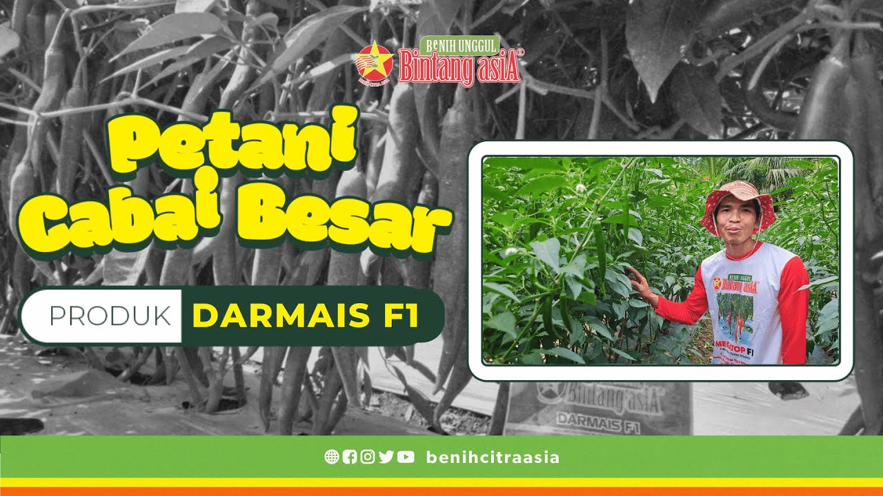 Cabai Jumbo DARMAIS F1 | Mudah Perawatan Panen Besar #darmais #cabai #cabe #cabaibesar #hargacabai