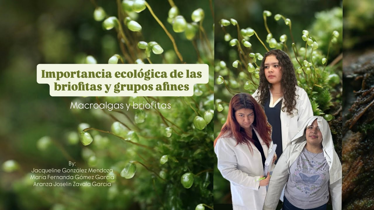 Importancia ecológica de las briofitas y grupos afines - Macroalgas y briofitas 🌱