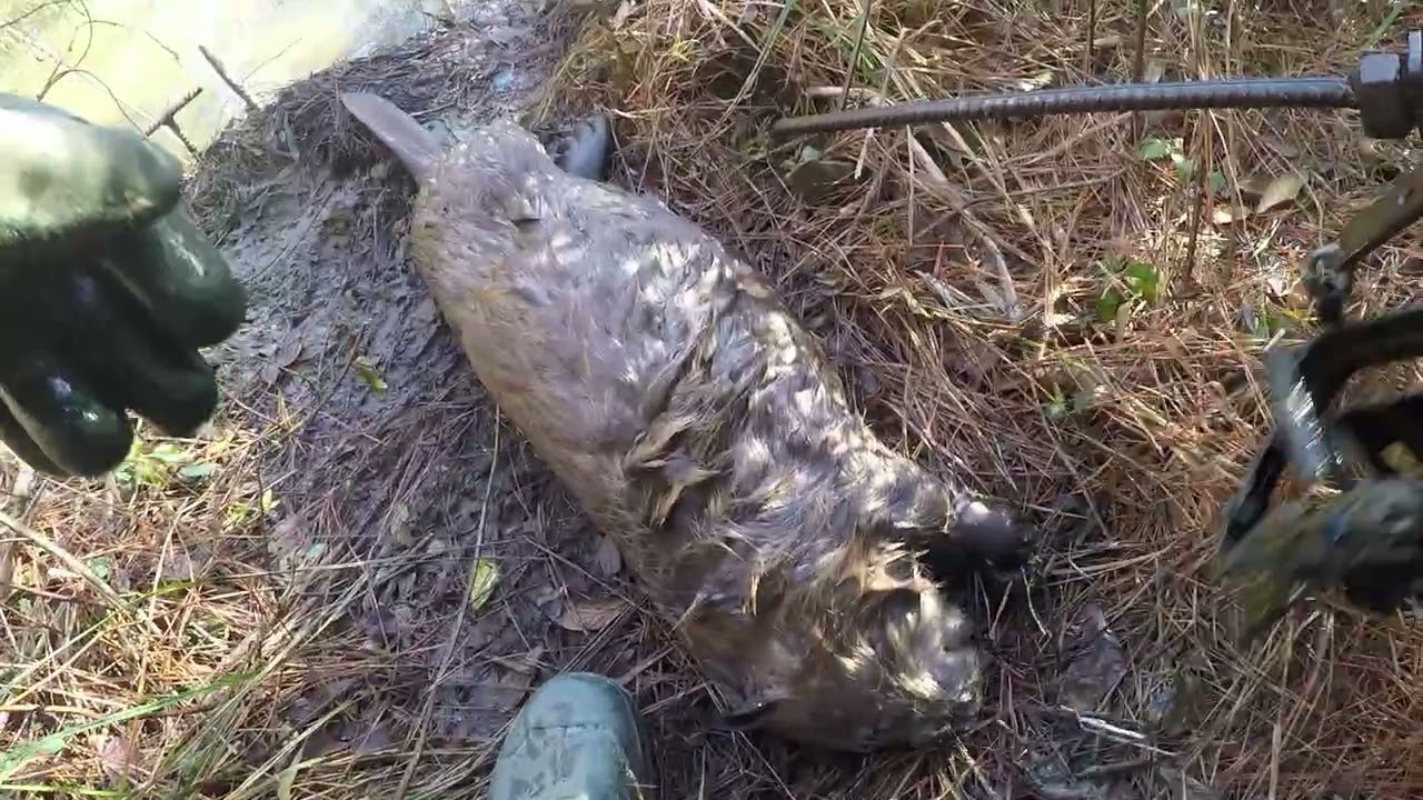 #Beaver #drain ditch # Alpha Delta