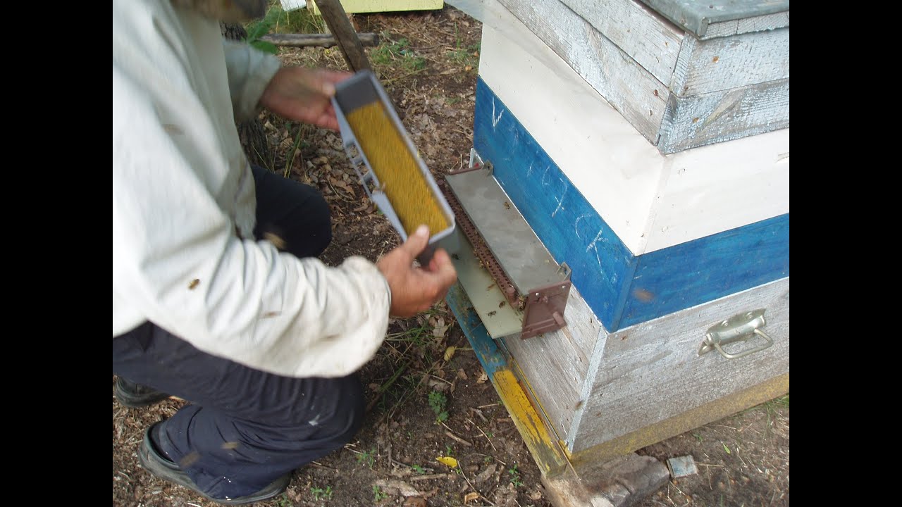 собираем  пыльцу