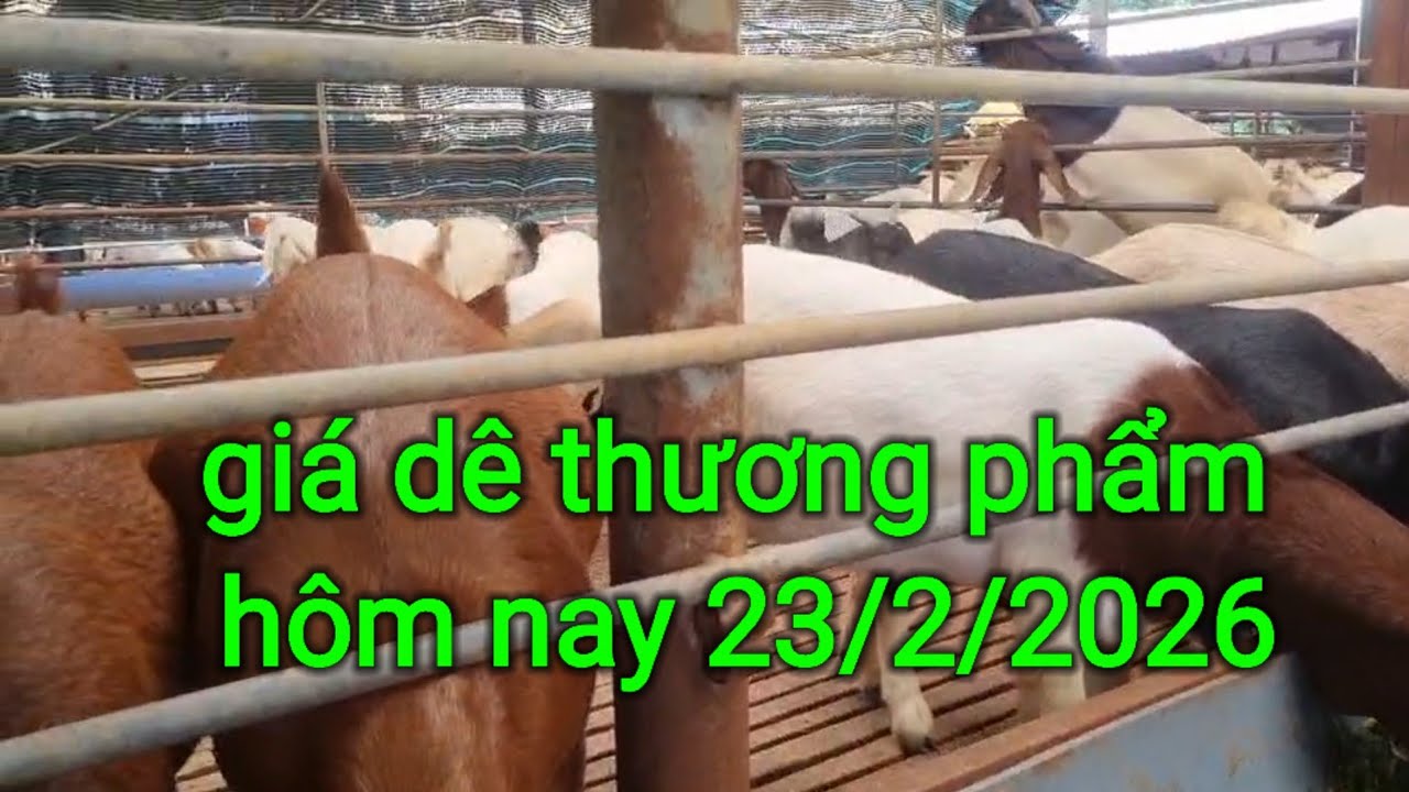 Giá dê thương phẩm hôm nay 23/2/2026 tại Tân Phú Đồng Nai