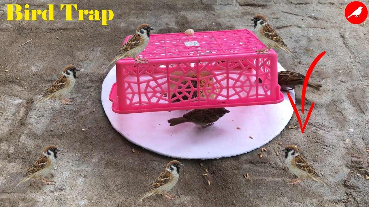 Bird Trap Homemade/How to make a Bird Trap Easy/Automatic saving a lot of Bird/Sparrow Trap