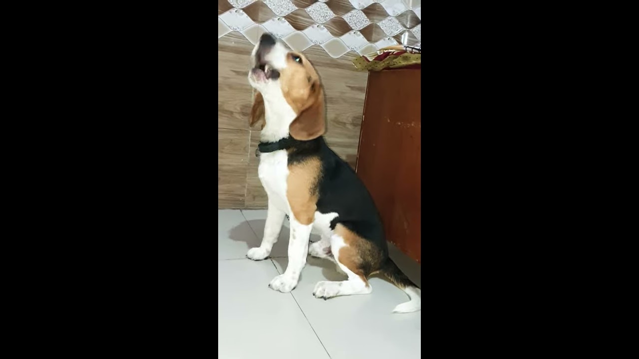 Beagle Barking