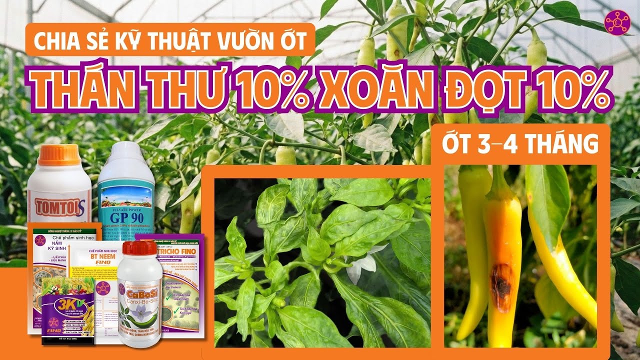 Chia Sẽ Kỹ Thuật  Vườn Ớt Thán Thư 10%, Vàng Xoăn Đọt 10%  Ớt 3-4 Tháng | Tổng Hợp