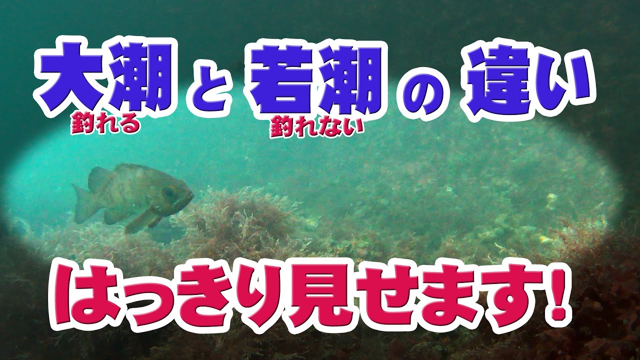 大潮と若潮の違いをはっきり見せます！