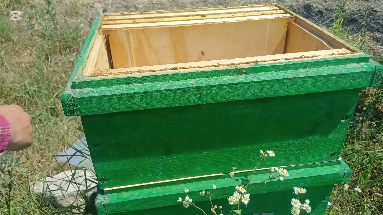 Situația în stupina + profit și pierdere facelia !