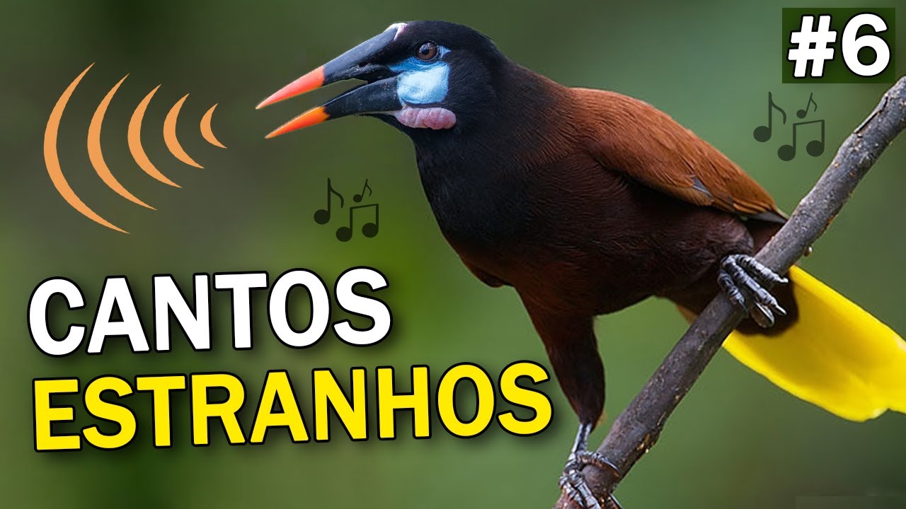 CANTOS de AVES MAIS ESTRANHOS do MUNDO #6 | Pássaros com sons bizarros e engraçados