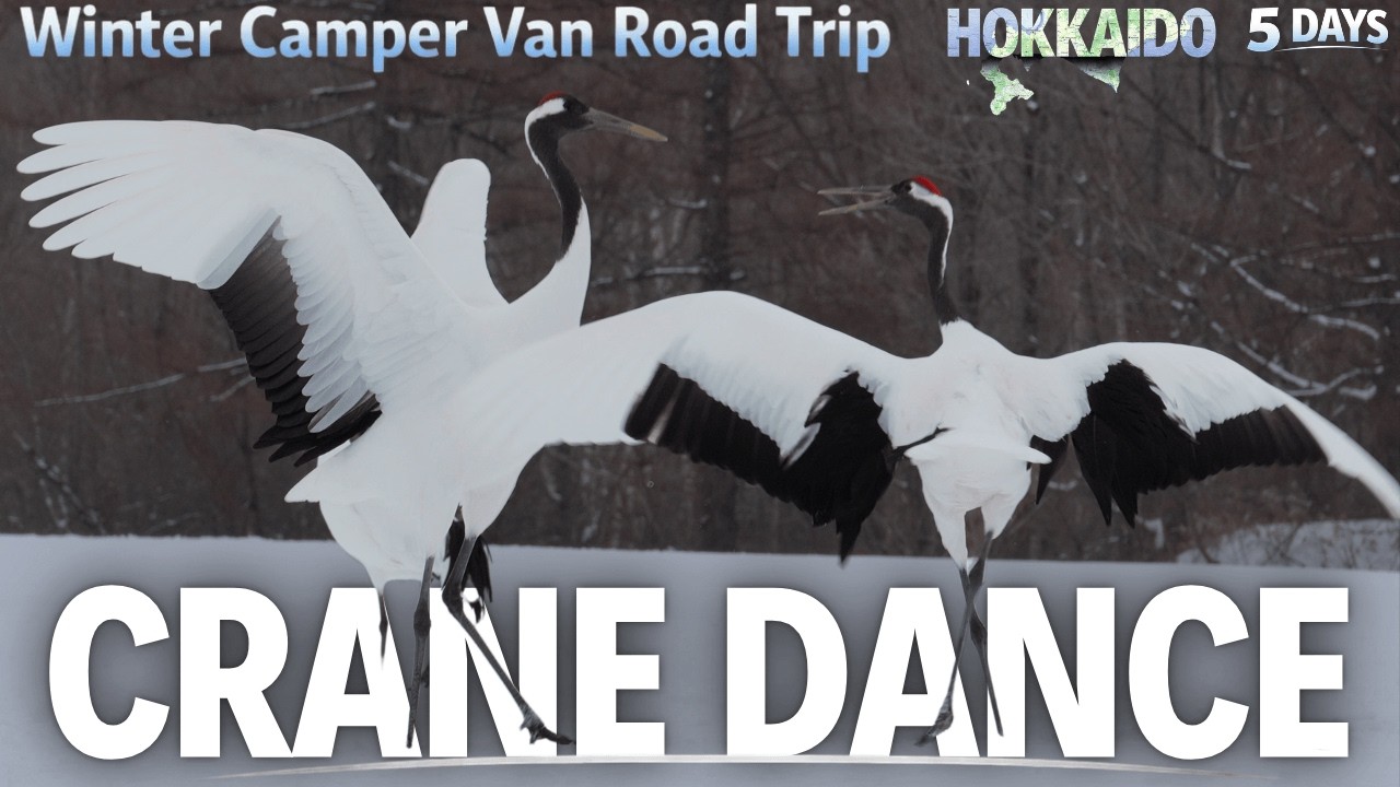 The Moment They Landed… | 🇯🇵Winter Camper Van Road Trip in Hokkaido (5 Days) - Ep.3