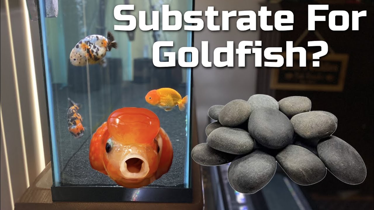 The Best Substrate? - Sand, Gravel, Stones, Bare Bottom?