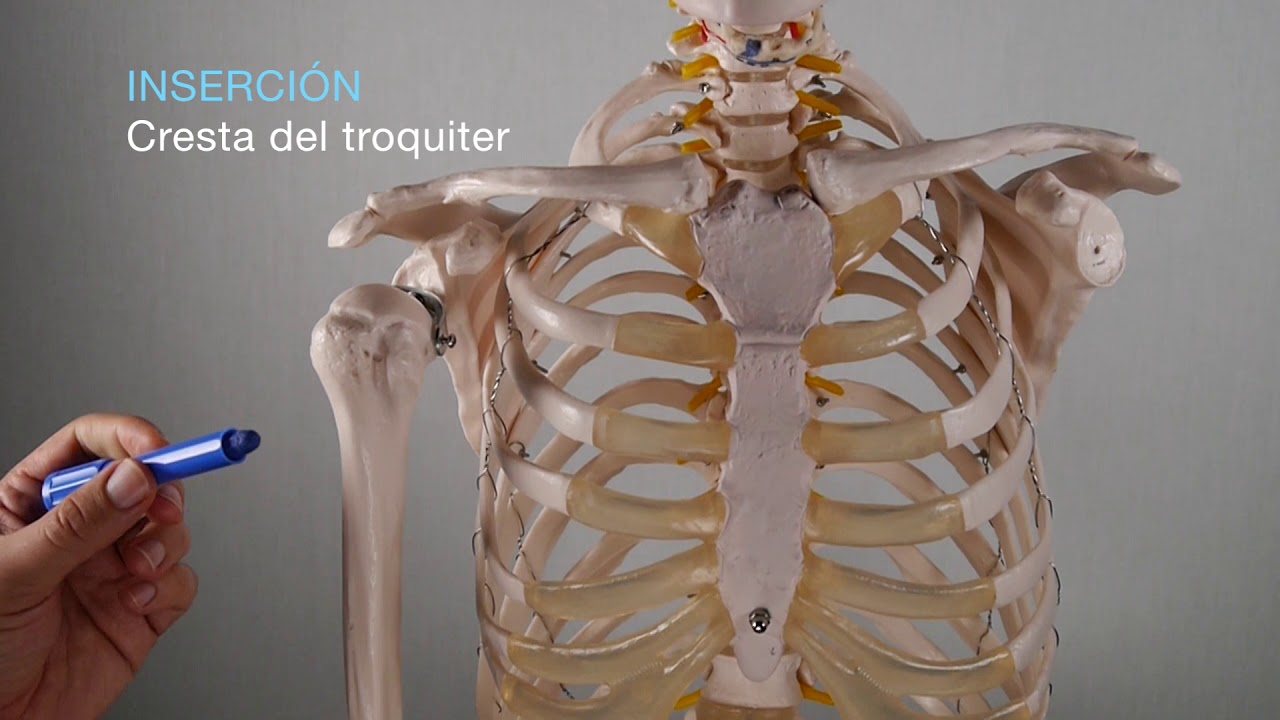 M&Uacute;SCULO PECTORAL MAYOR