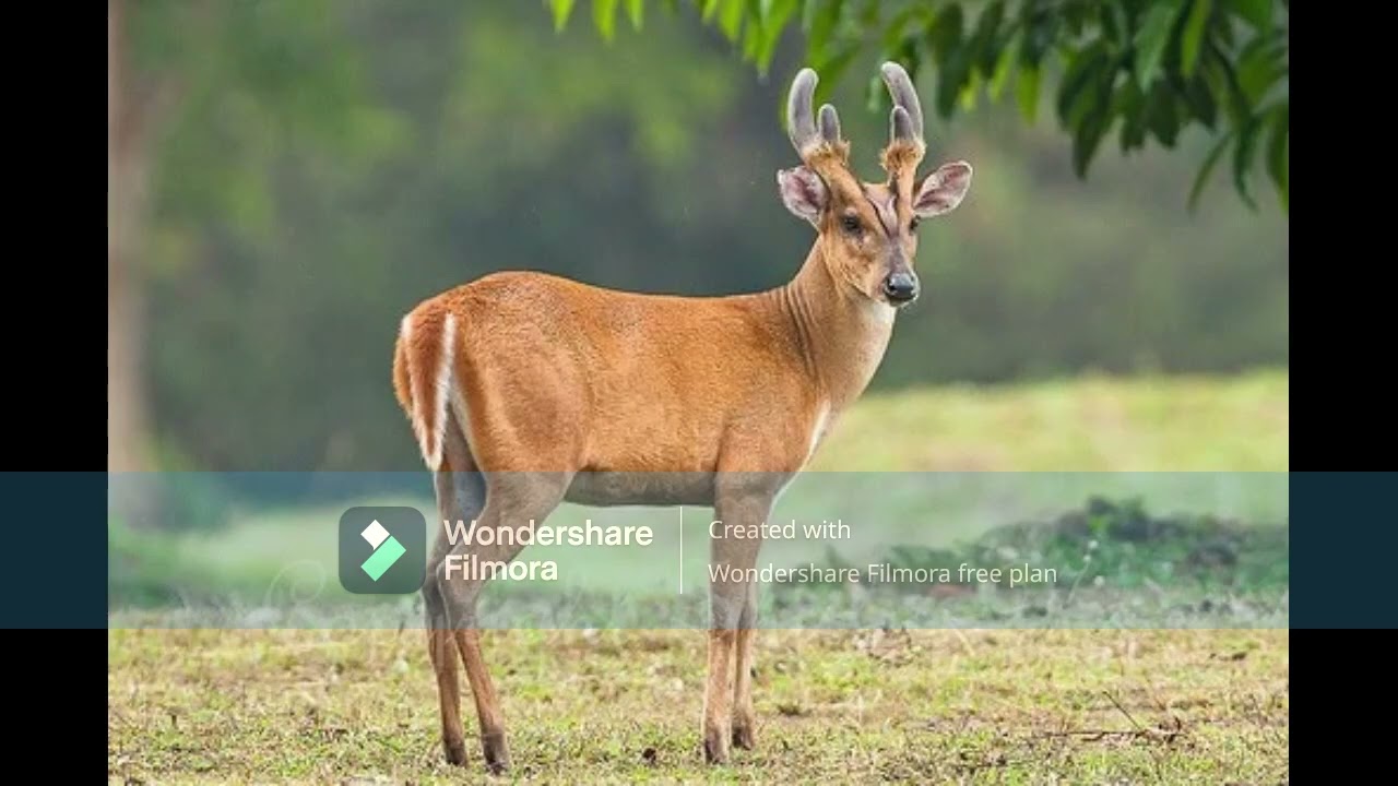 The Barking Deer