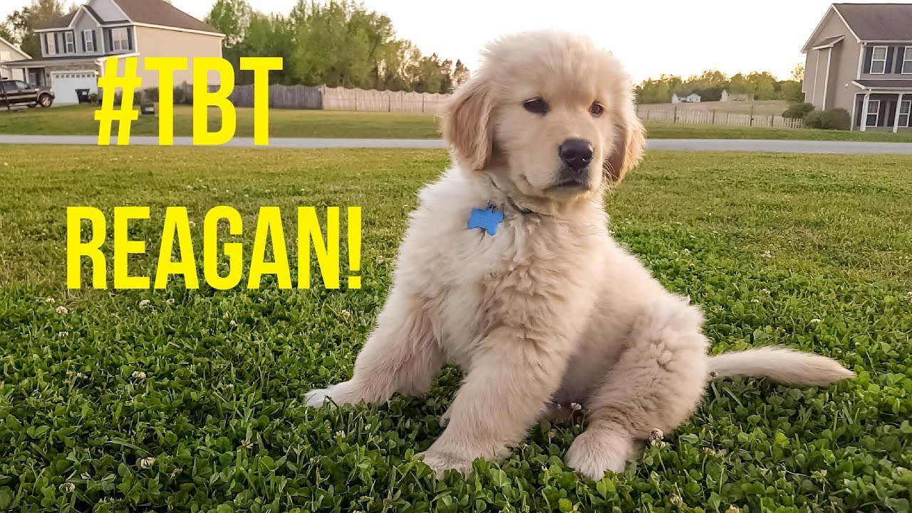 #TBT PUPPY REAGAN | Oshies World