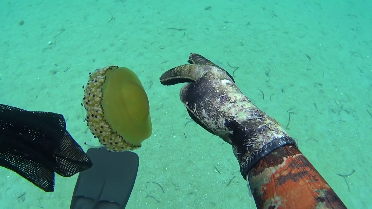 Προσοχή!!! Η καφέ μέδουσα δεν τσιμπάει. Caution!!! The brown jellyfish does not stinging