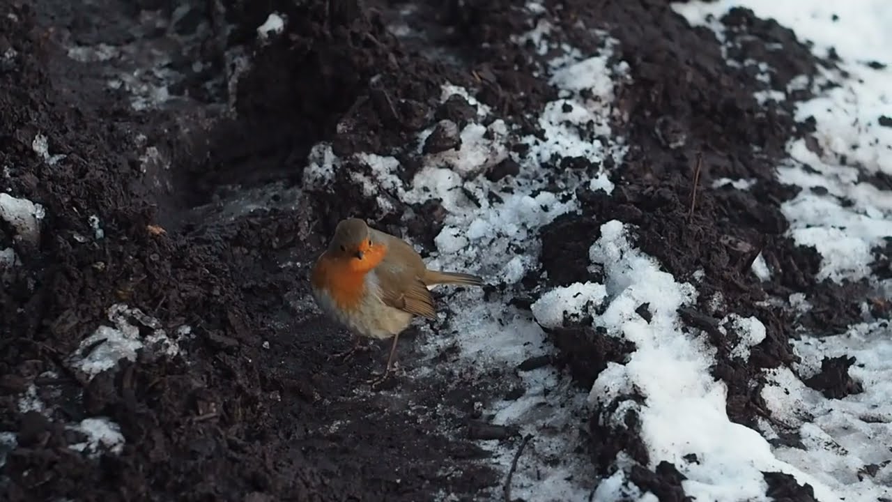 Bittern and robin in a snowy Vondelpark, 6 January 2026