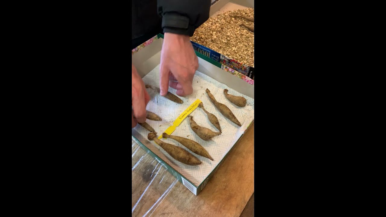 Как завернуть клубни георгинов в пищевую пленку