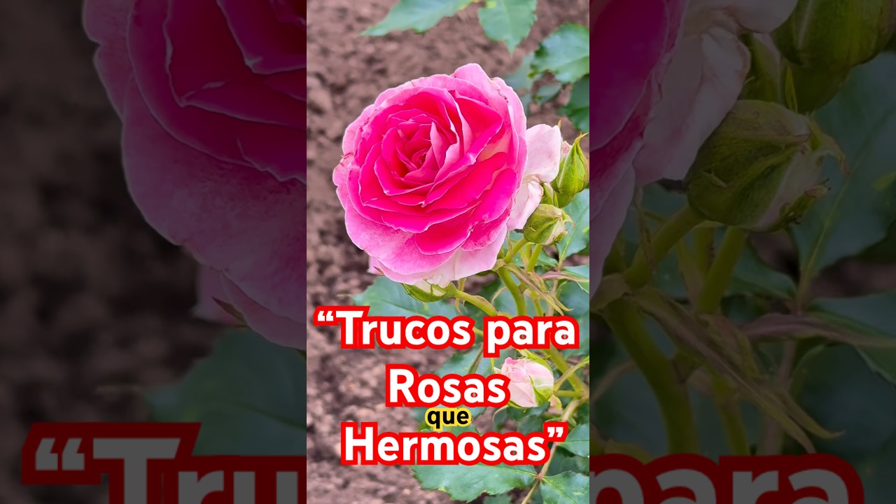 Roses that Bloom All Year Round