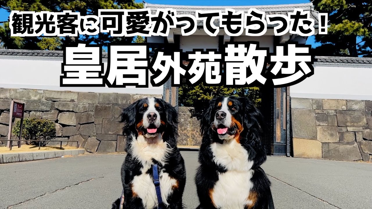 たくさん可愛がってもらった❗️バーニーズの皇居外苑散歩🐾