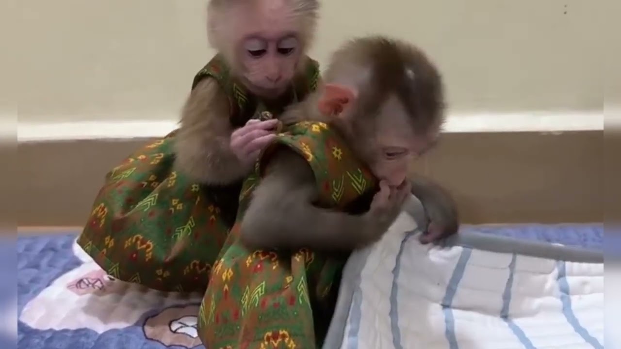 Funny Monkey Videos Ep83#lovely #cute #adorable #newborn #animals  #obedient #monkey#cat #duet