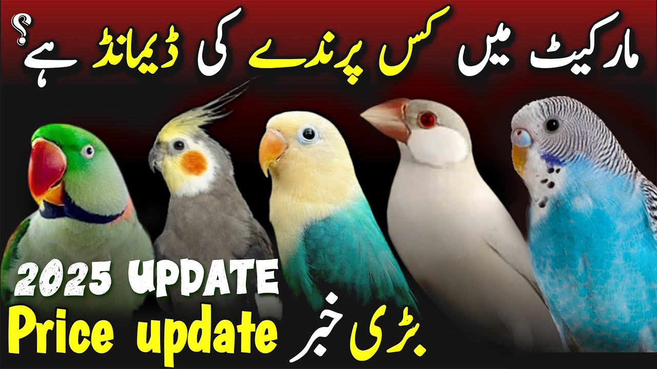 most demand birds of 2025 in  birds market | best profitable birds