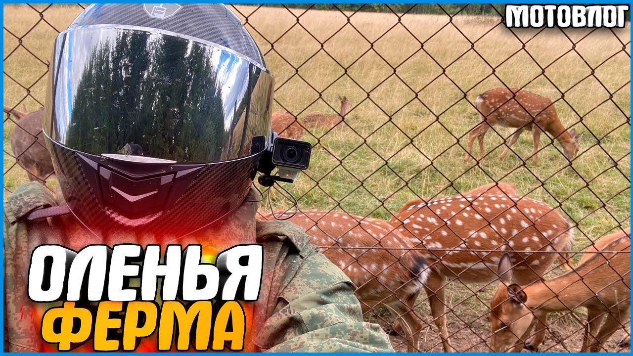 ПУТЕШЕСТВИЕ НА ОЛЕНЬЮ ФЕРМУ! - #МОТОВЛОГ 8