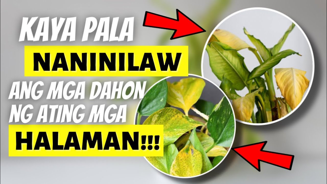 TOP REASONS KUNG BAKIT NANINILAW ANG DAHON NG ATING MGA HALAMAN!