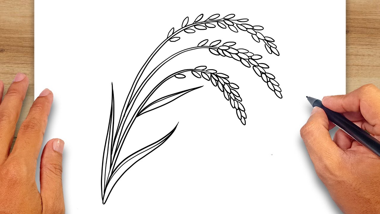 How to draw Rice Plant - Rice Plant Drawing Ideas