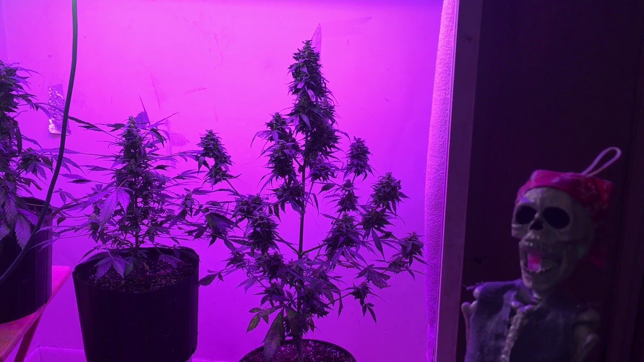 Harvest day stardawg 11 weeks 5 days from germination