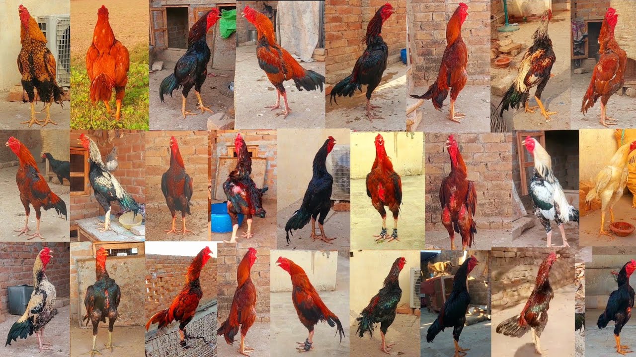 27+Rooster Crowing Compilation Sounds | Aseel Murgon Ki Awaz | Aseel Rooster Crowing Sounds 