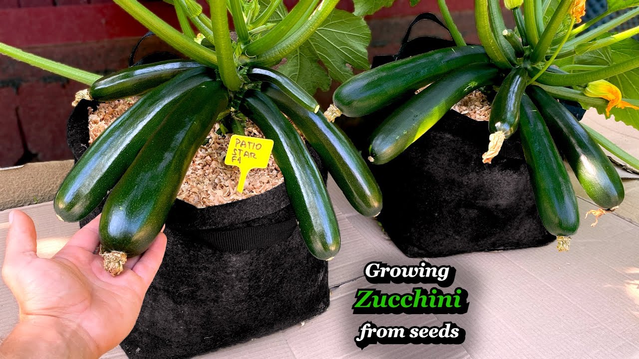 Growing Zucchini from Seed to Harvest - Step by Step (Containers & Grow Bags)