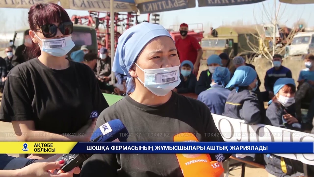 Шошқа фермасының жұмысшылары аштық жариялады