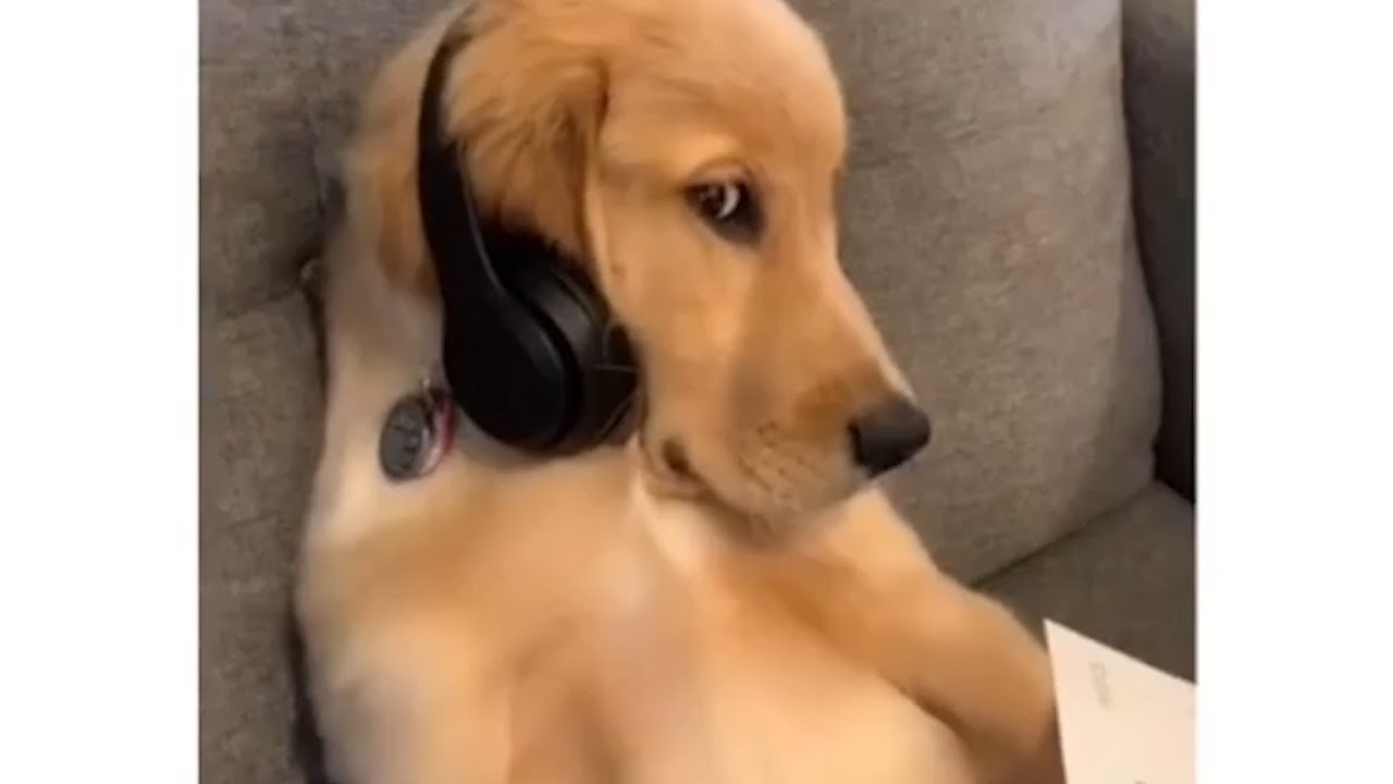 Totally random videos | Instagram reels video | 131216