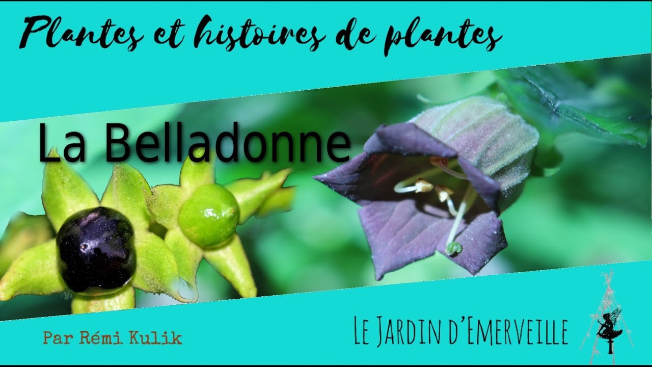 Belladone