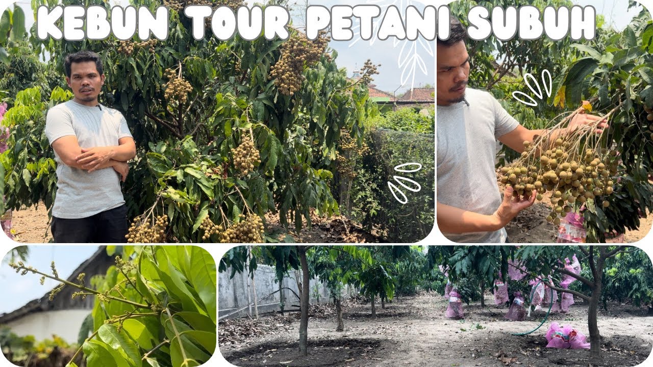 Kebun kelengkeng new kristal jarak tanam 3x3 meter, hasil memuaskan